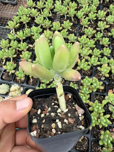 多肉植物 マンゴーミルク 50株セット 2.5号鉢 品番AD00088