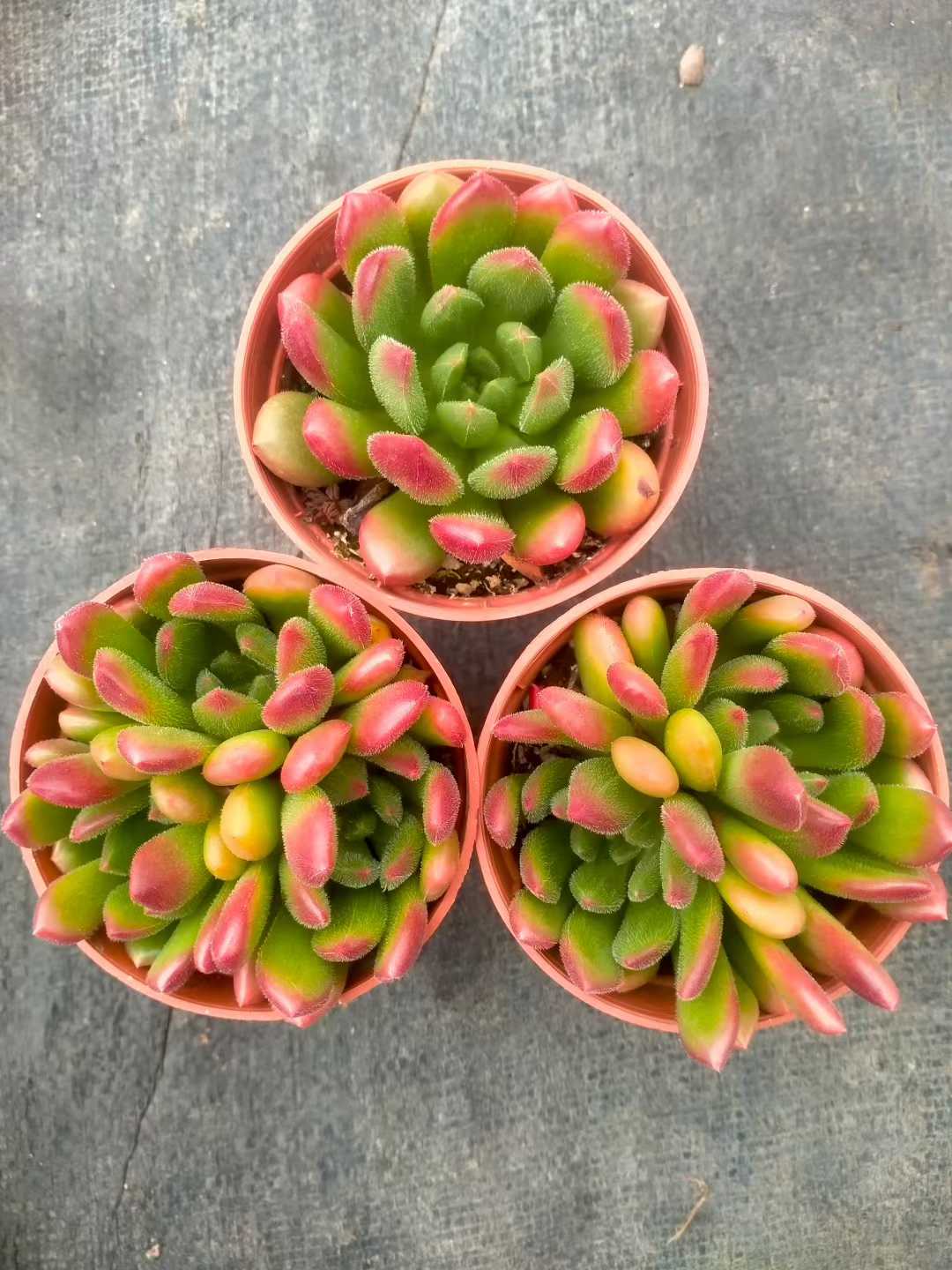 多肉植物 コウシン 35株セット 3号鉢 品番ZG00001