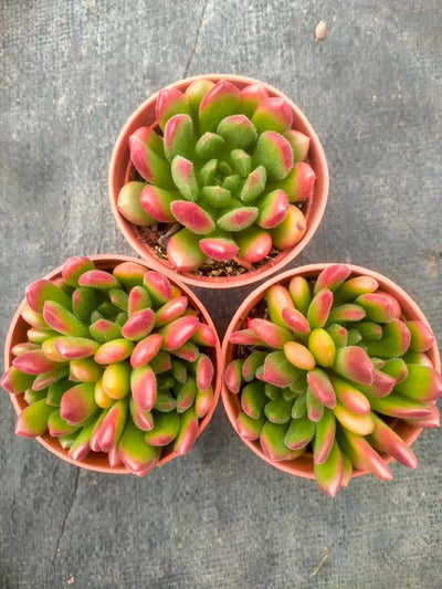 多肉植物 コウシン 35株セット 3号鉢 品番ZG00001