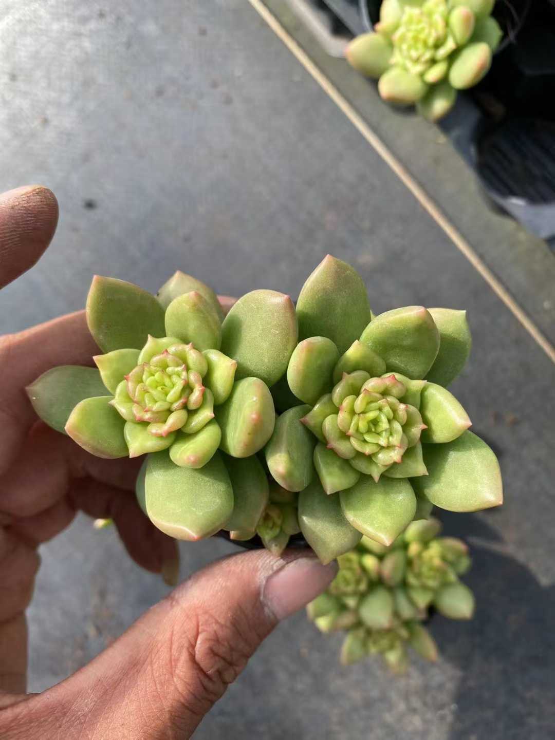 多肉植物 アップルフラワー 54株セット 2号鉢 品番AF00048