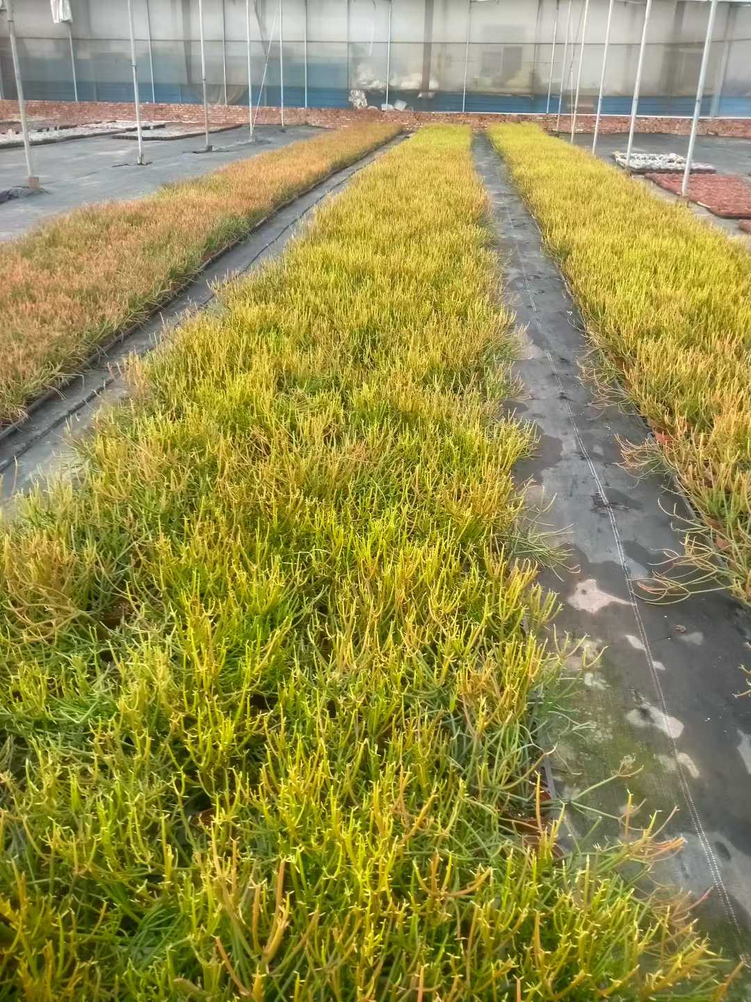 多肉植物 ベニサンゴセイショウ 24株セット 4号鉢 品番ZG00023