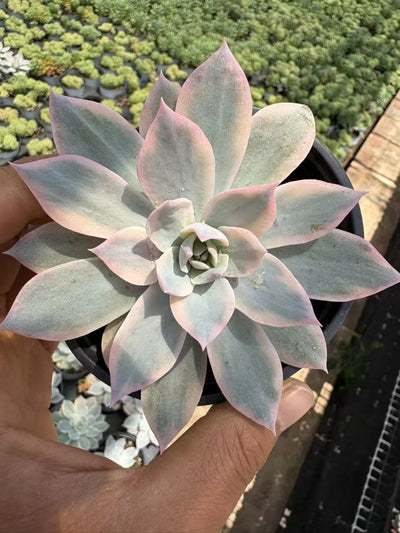 多肉植物 ピアッツェきん 36株セット 3号鉢 品番AD00141