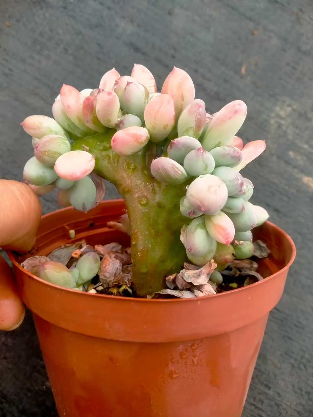 多肉植物 ミカヅキビジンテッカ 35株セット 3号鉢 品番ZG00014