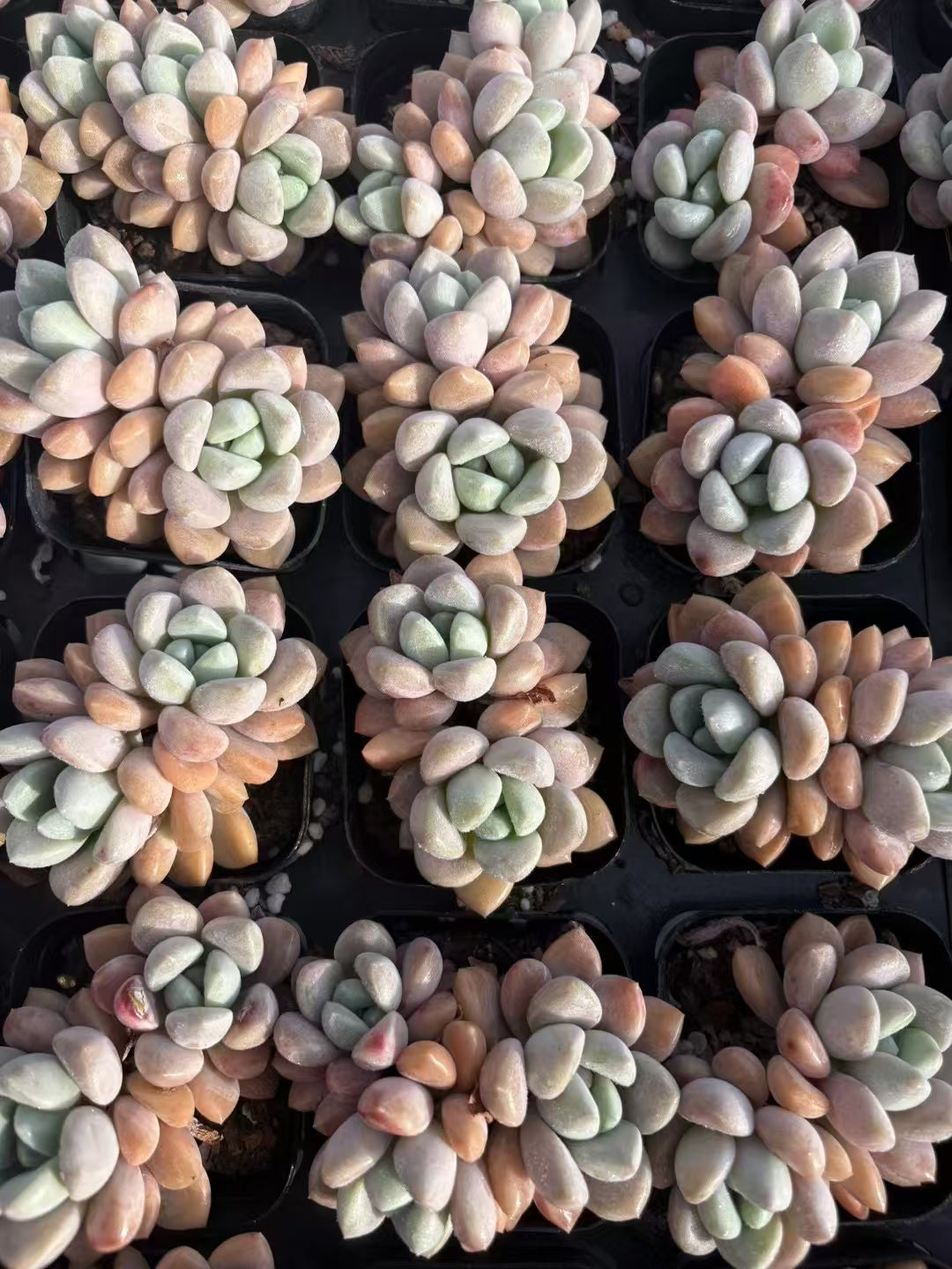 多肉植物 はくろ 50株セット 2.5号鉢 品番AD00105