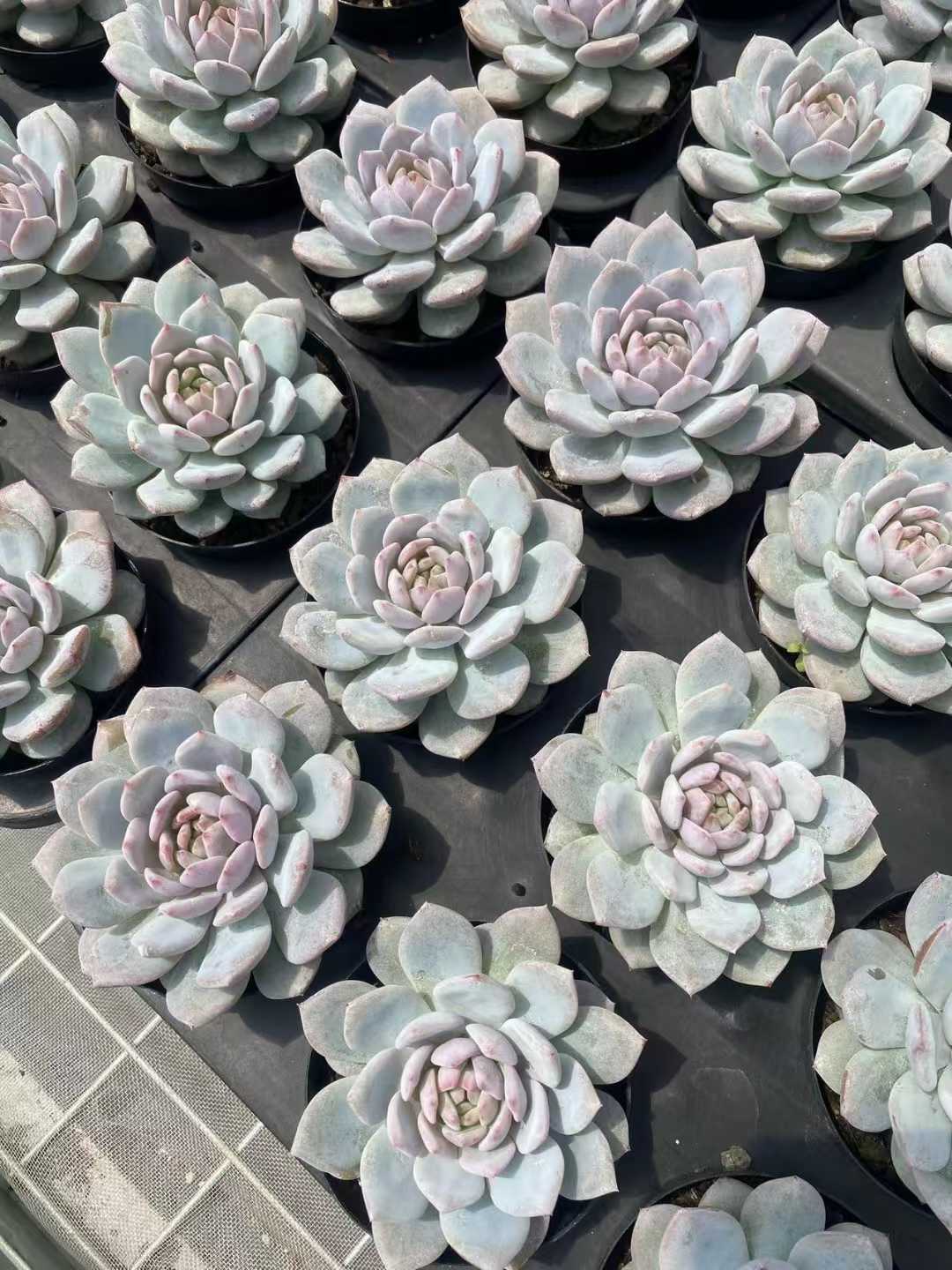 多肉植物 ホシホシオレンジ 30株セット 3号鉢 品番AF00012