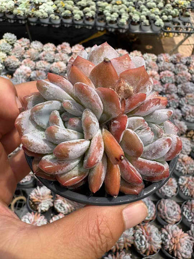 多肉植物 マリリンぐん 18株セット 3号鉢 品番AD00216