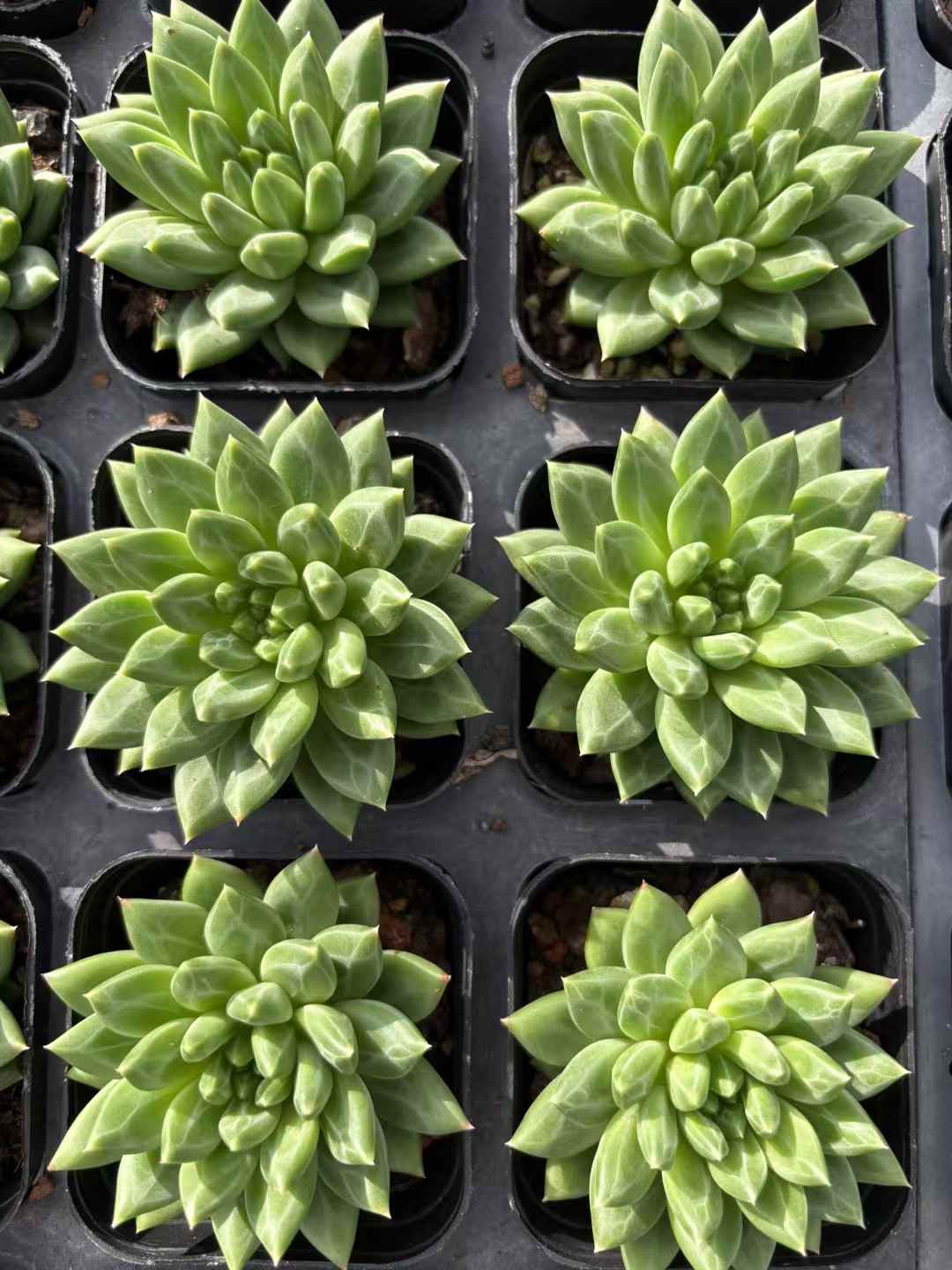 多肉植物 こうこつぶん 50株セット 2.5号鉢 品番AD00182