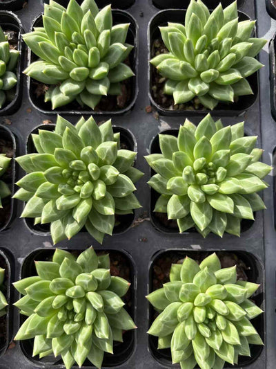 多肉植物 こうこつぶん 50株セット 2.5号鉢 品番AD00182