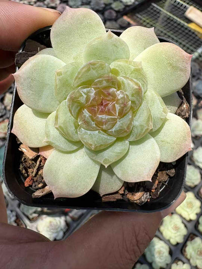 多肉植物 ライラック 50株セット 2.5号鉢 品番AD00188