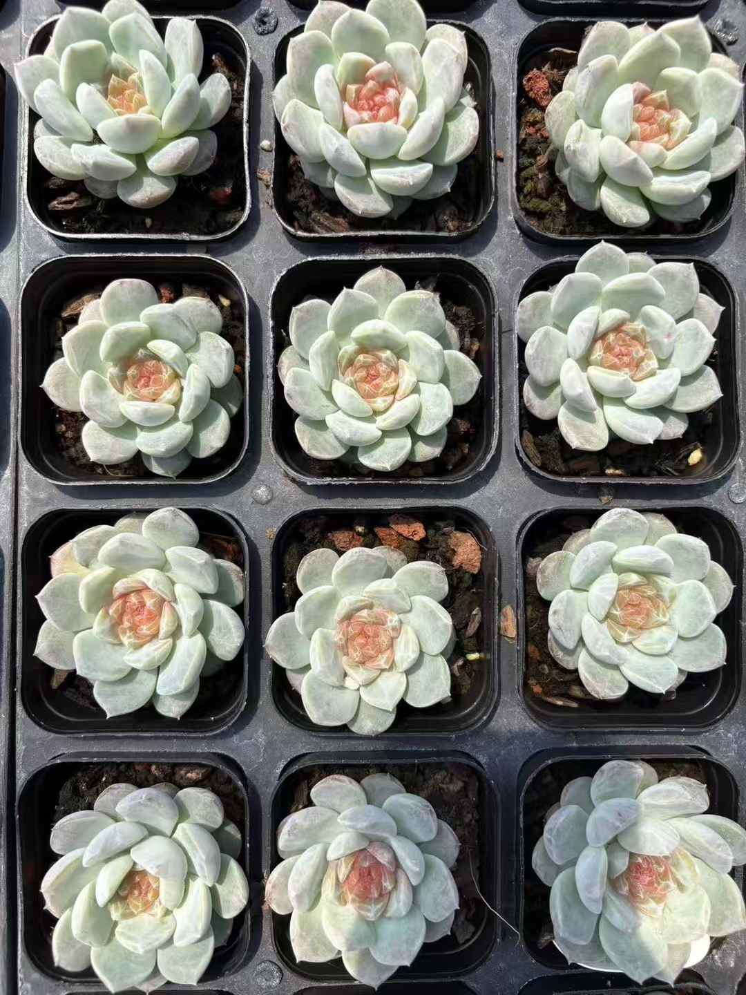 多肉植物 フロイト 50株セット 2.5号鉢 品番AD00037