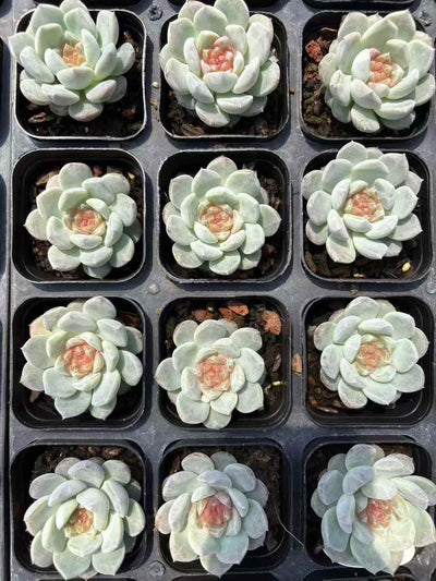 多肉植物 フロイト 50株セット 2.5号鉢 品番AD00037