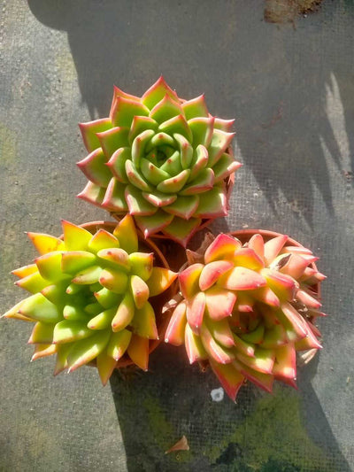 多肉植物 トウウンザ 35株セット 3号鉢 品番ZG00071