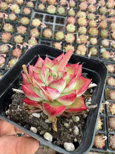多肉植物 むげんじょおう 50株セット 2.5号鉢 品番AD00090