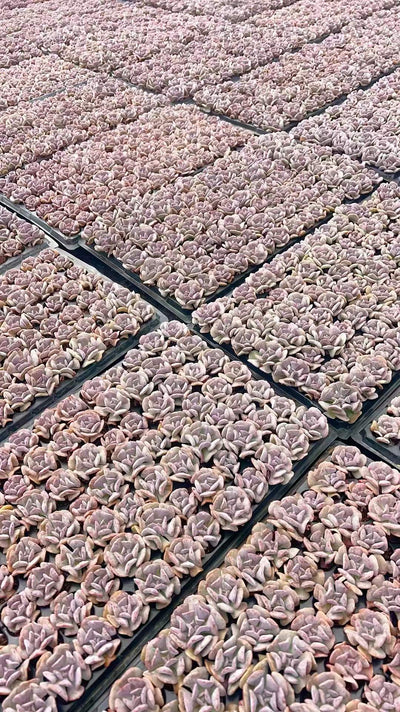 多肉植物 ユキセイレイ 105株セット 品番AH00021