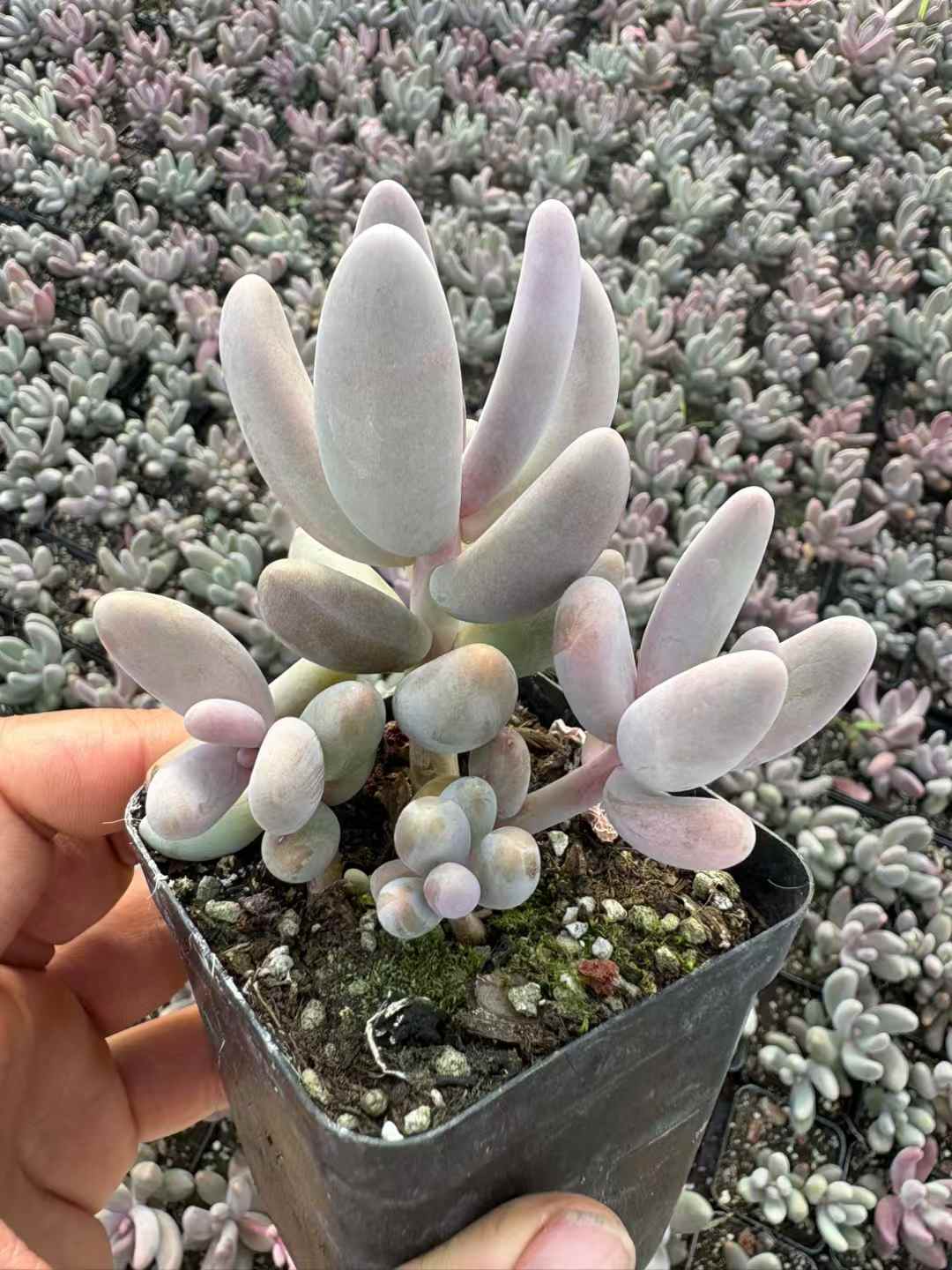 多肉植物 くれないゆび 50株セット 2.5号鉢 品番AD00119