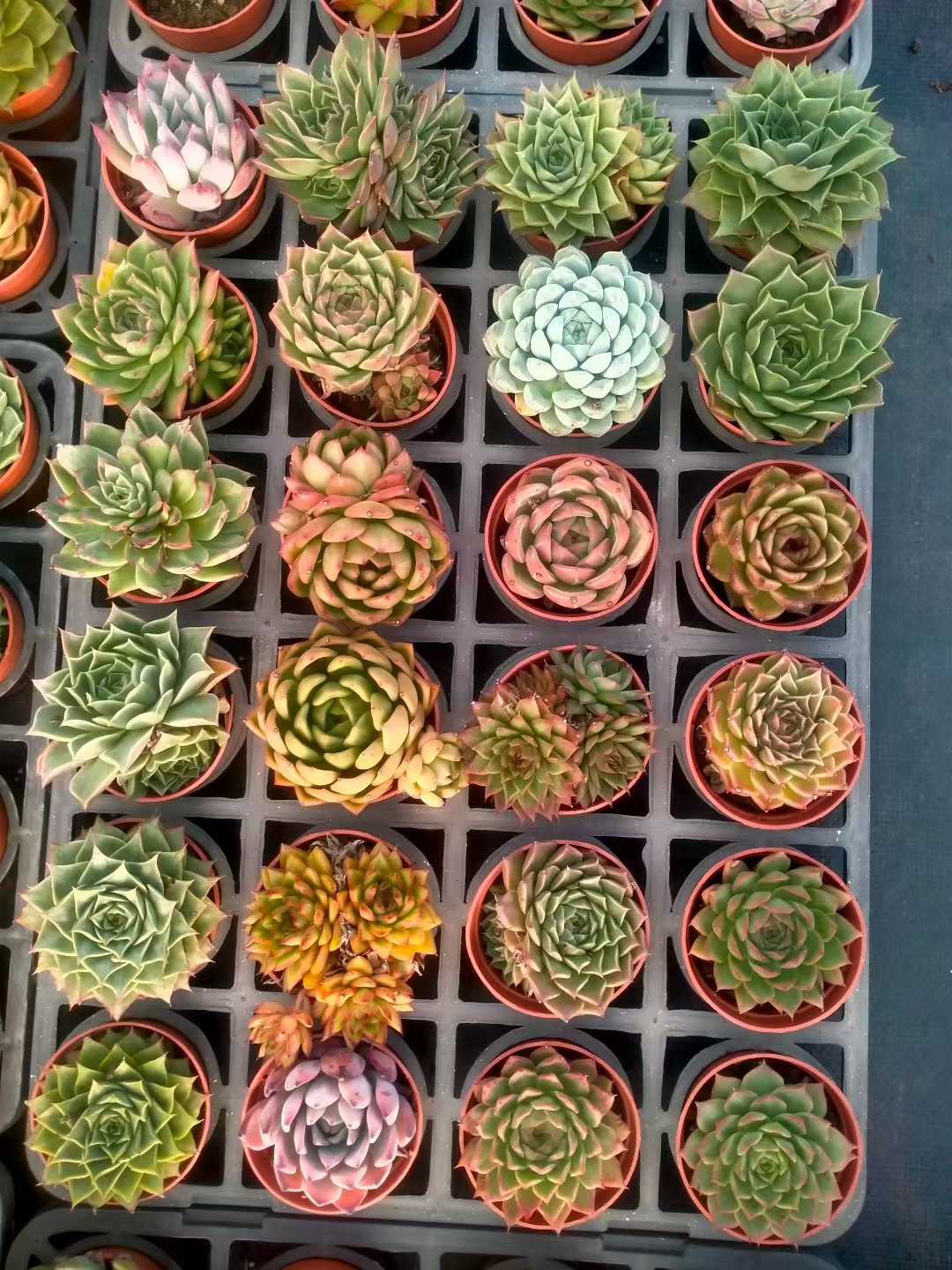 多肉植物 シンピンザ 35株セット 3号鉢 品番ZG00072