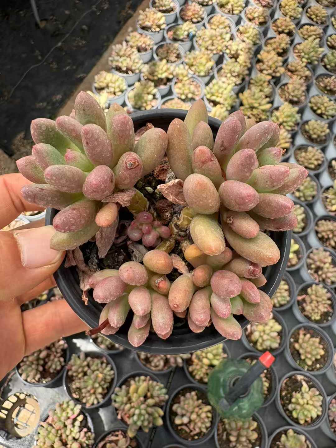 多肉植物 そうしず 36株セット 3号鉢 品番AD00129