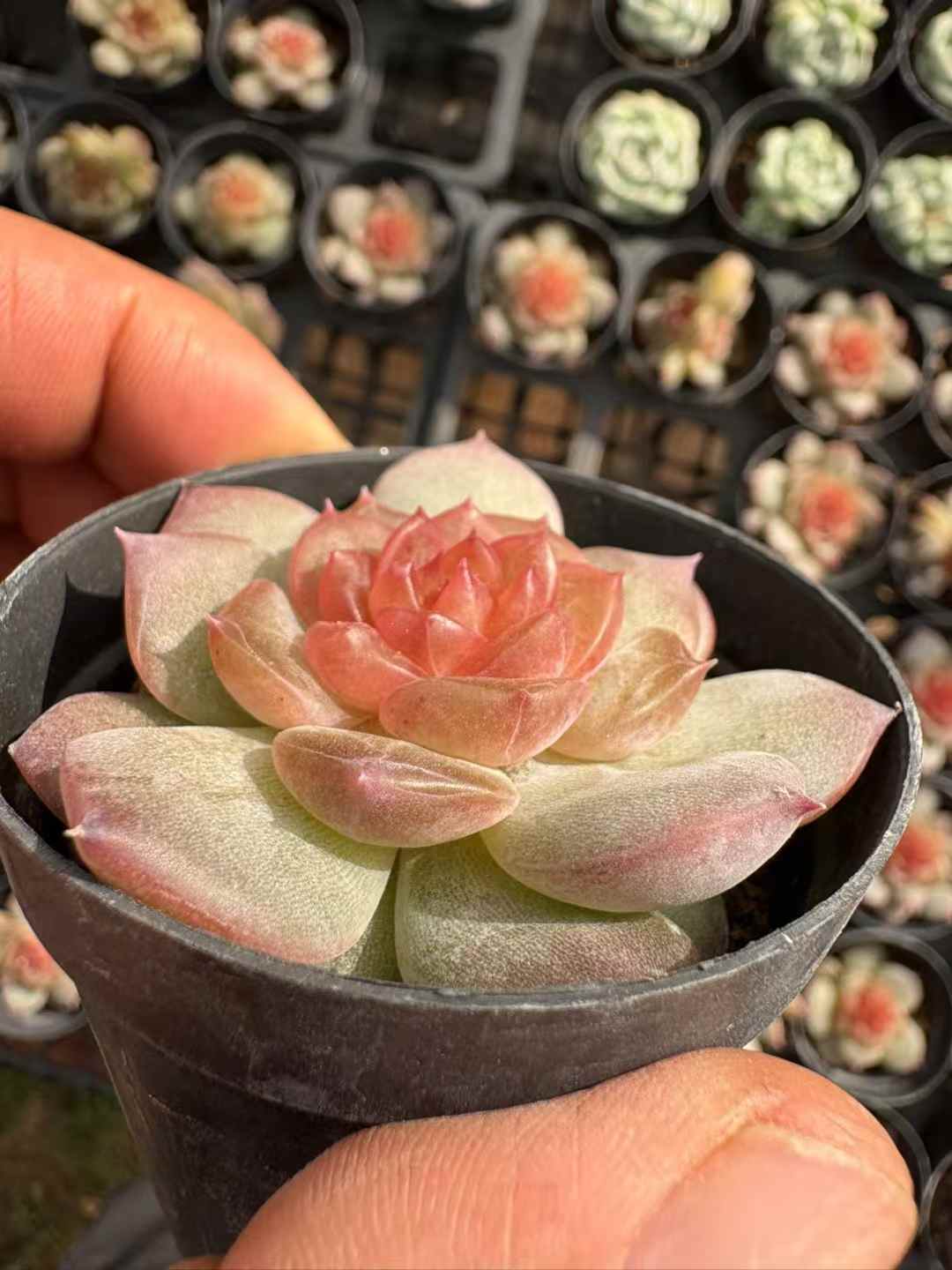 多肉植物 さくらんぼ 50株セット 2号鉢 品番AD00179