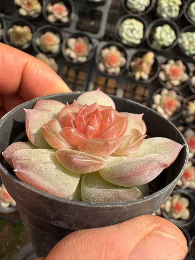 多肉植物 さくらんぼ 50株セット 2号鉢 品番AD00179