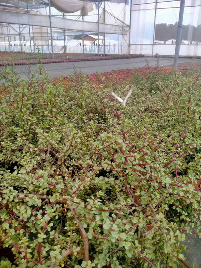 多肉植物 ロウショウガラクノマイ 9株セット 6号鉢 品番ZG00031