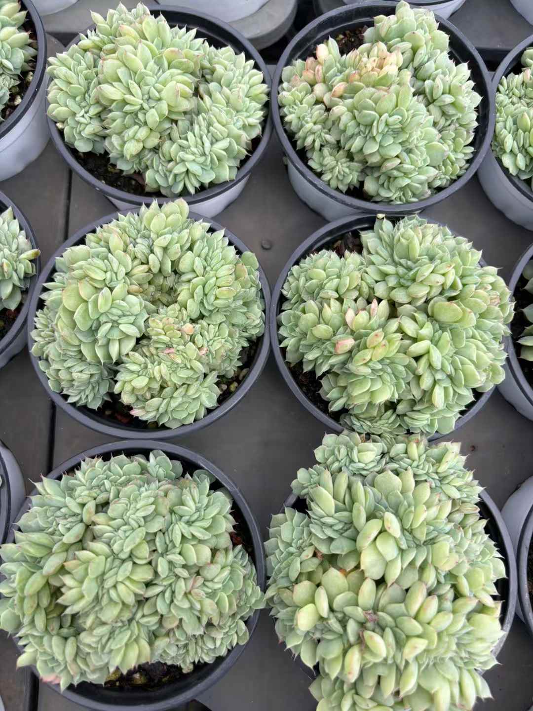 多肉植物 どうていこけい 18株セット 3号鉢 品番AD00164