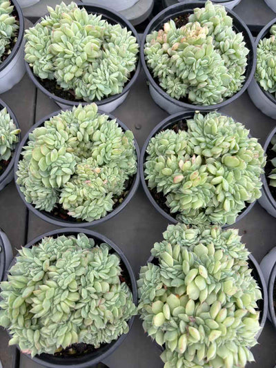 多肉植物 どうていこけい 18株セット 3号鉢 品番AD00164
