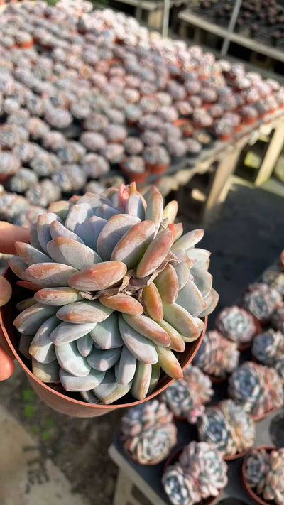 多肉植物 ダイダイコ 15株セット 4号鉢 品番AE00045