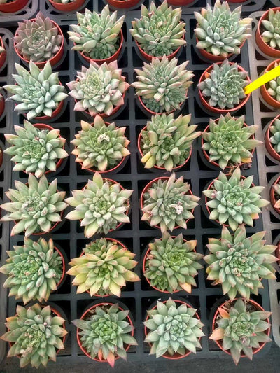多肉植物 クラーク 35株セット 3号鉢 品番ZG00049