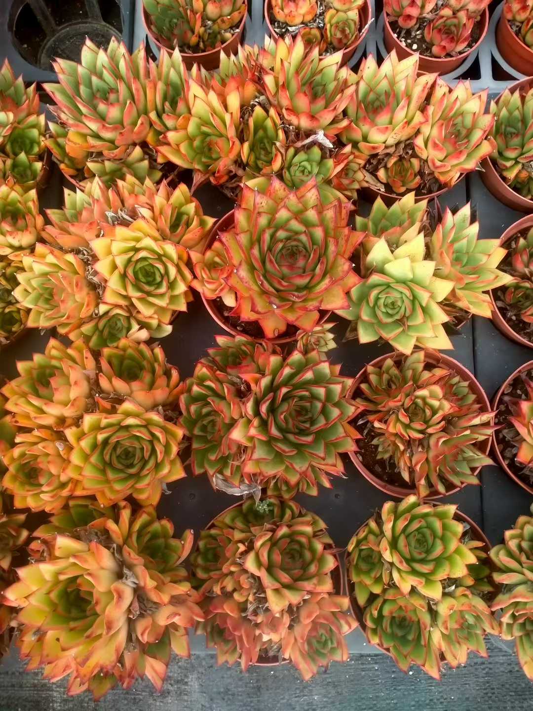 多肉植物 ジゼル 24株セット 4号鉢 品番ZG00078