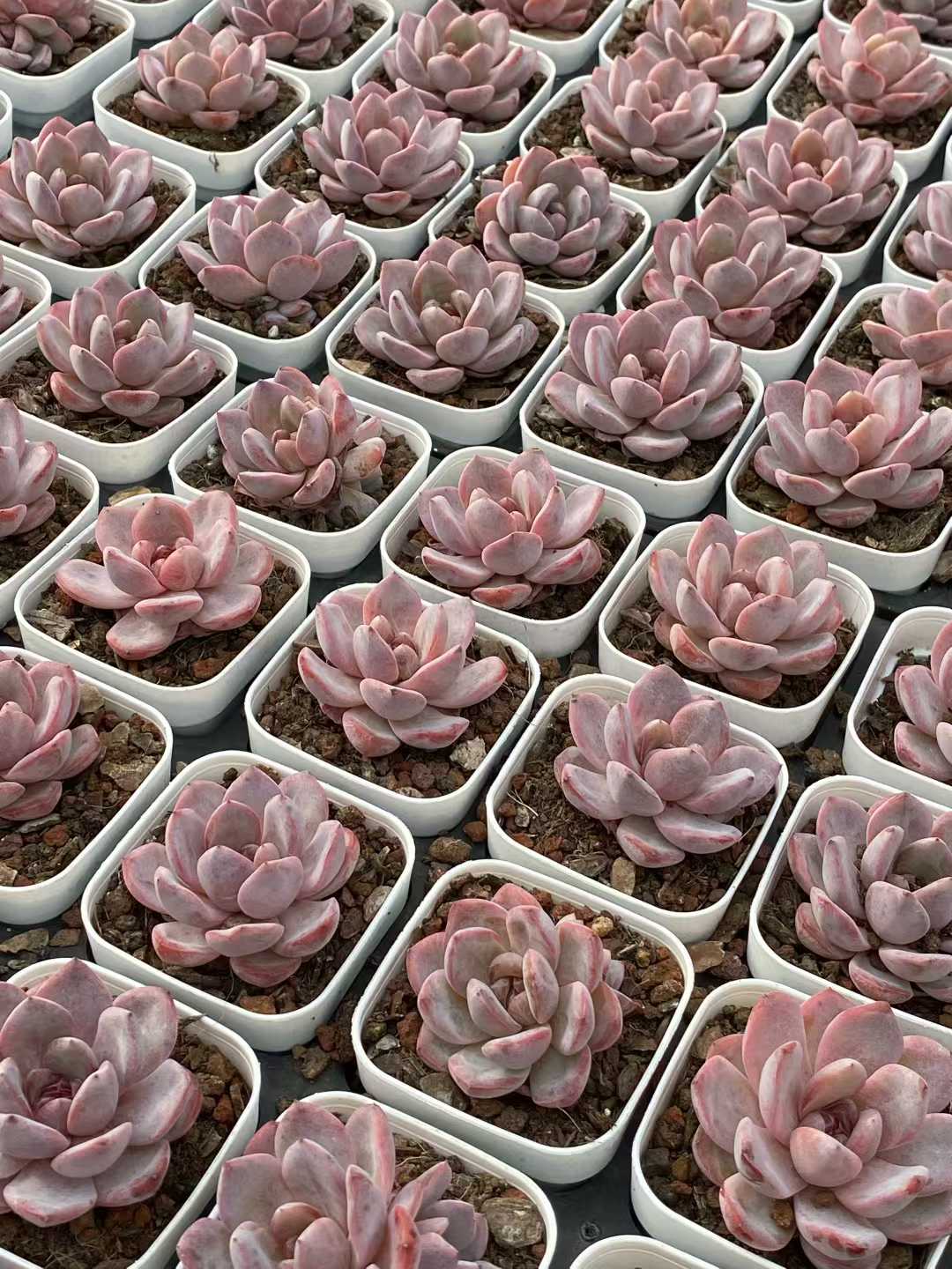 多肉植物 スタージェニー 24株セット 2.5号鉢 品番AA00113