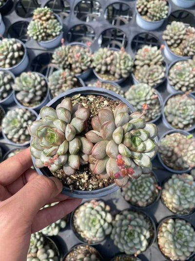 多肉植物 ソウトウブドウ 15株セット 4号鉢 品番AF00005