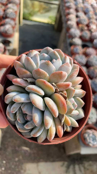 多肉植物 ダイダイコ 15株セット 4号鉢 品番AE00045