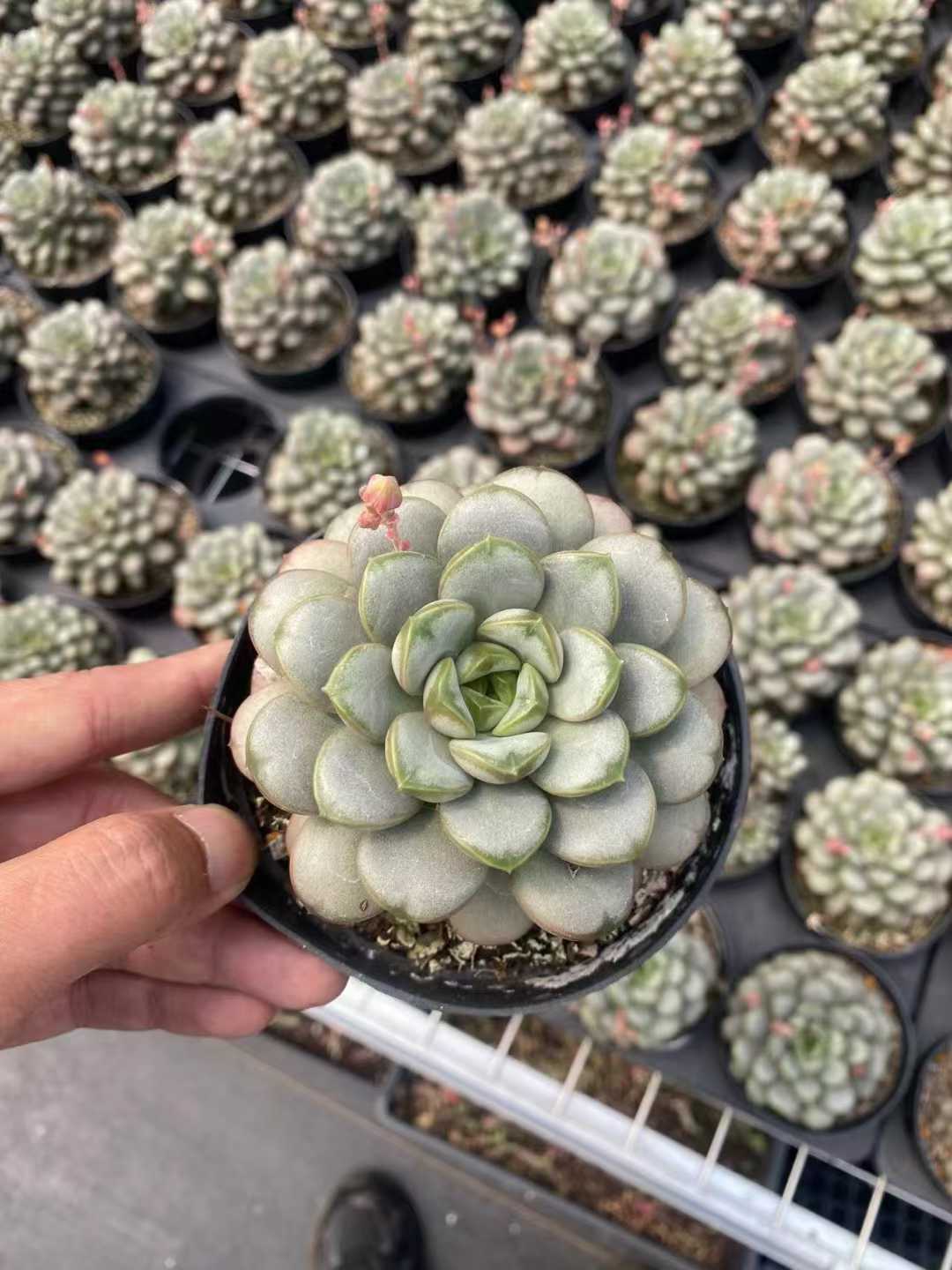 多肉植物 ブドウ 30株セット 4号鉢 品番AF00003