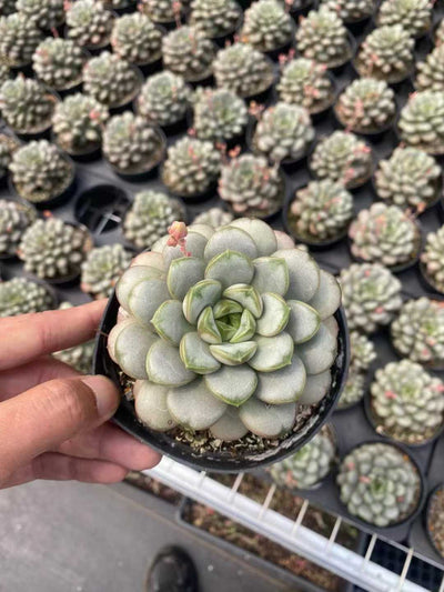 多肉植物 ブドウ 30株セット 4号鉢 品番AF00003