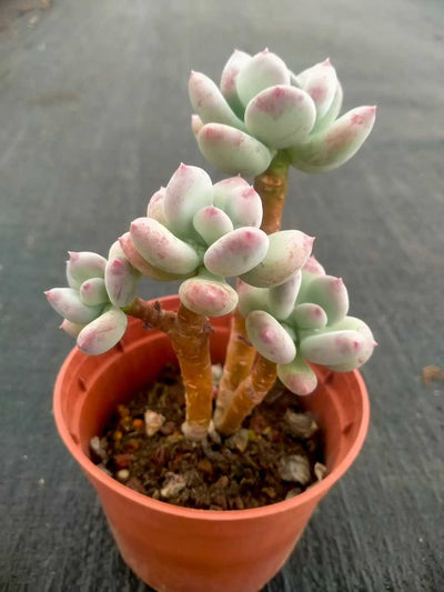 多肉植物 ショウロウショウミカヅキビジン 35株セット 3号鉢 品番ZG00048