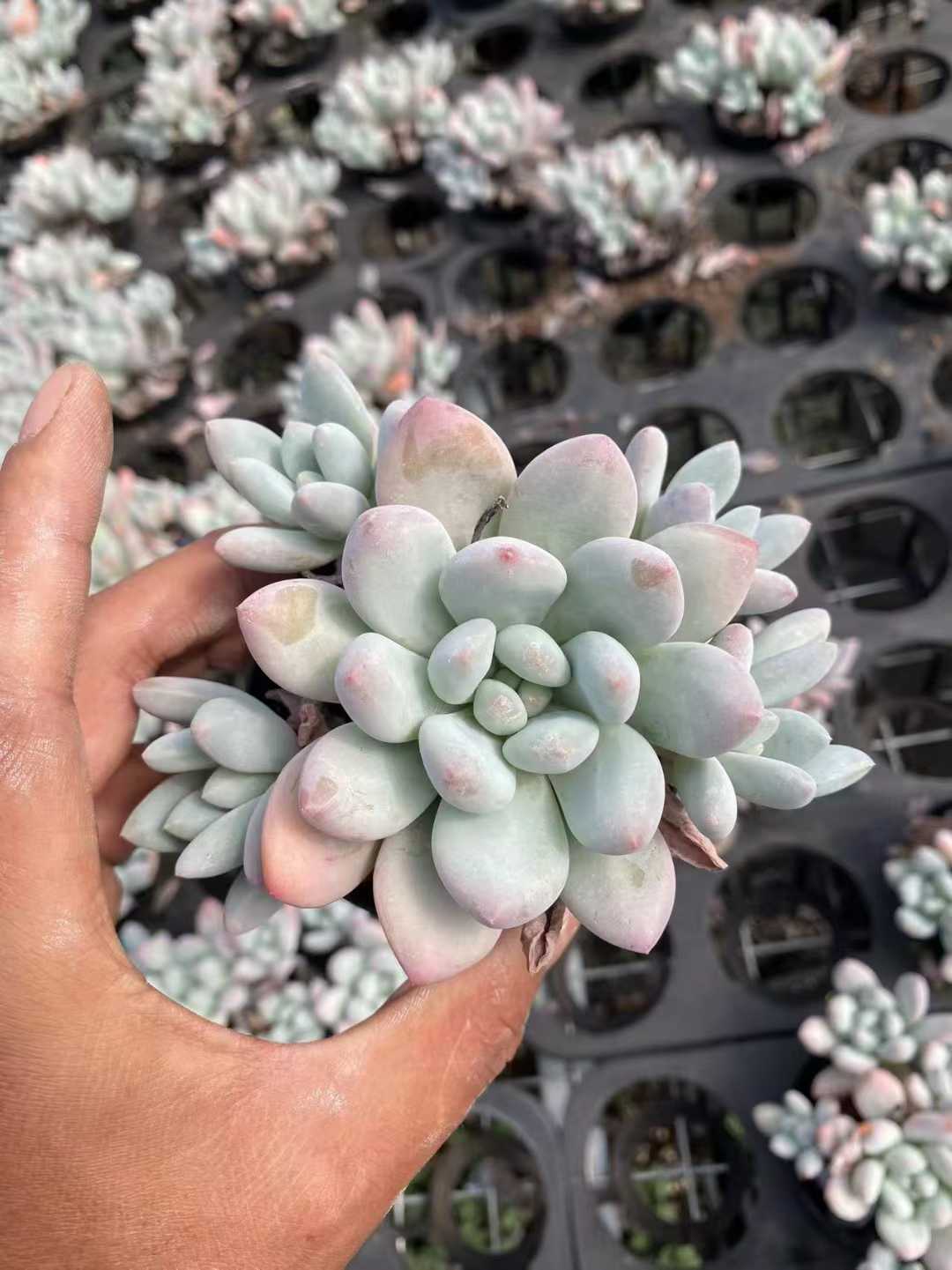 多肉植物 コウスイグン 35株セット 3号鉢 品番AF00034