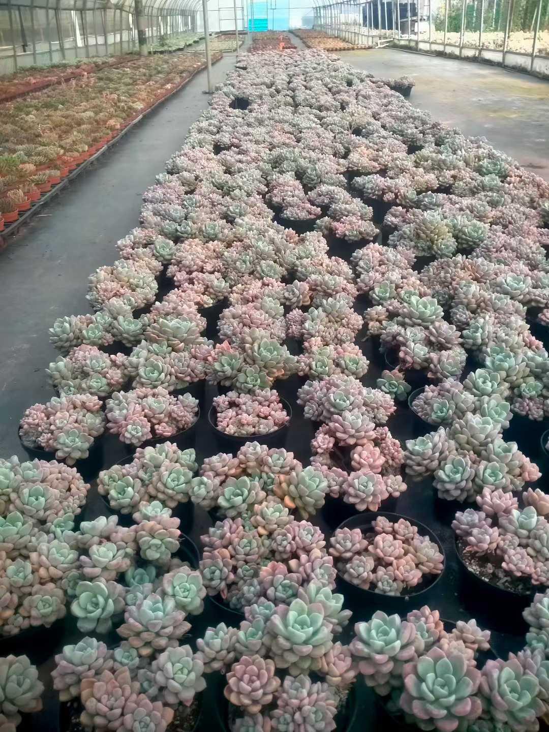 多肉植物 ハナブチカ 12株セット 5号鉢 品番ZG00068