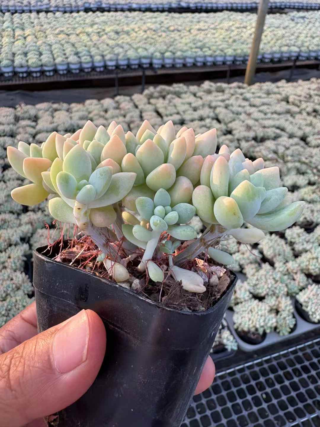 多肉植物 ちーずけーき 50株セット 2.5号鉢 品番AD00184