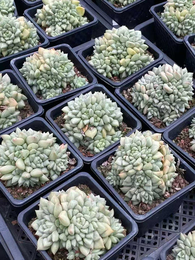 多肉植物 アイボリー 12株セット 4号鉢 品番AA00143