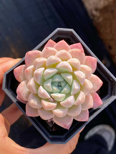 多肉植物 クリームビジン 50株セット 2.5号鉢 品番AA00131