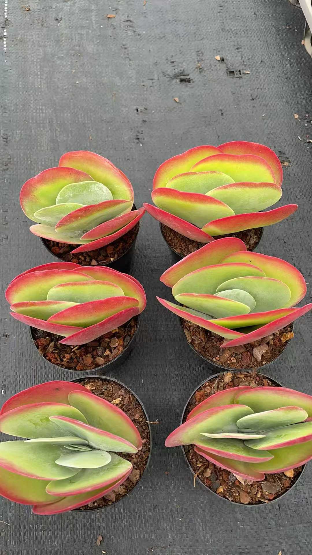 多肉植物 トウイン 15株セット 3号鉢 品番AE00049