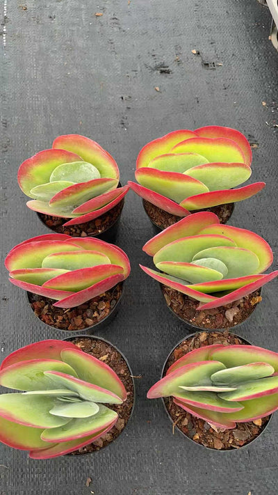 多肉植物 トウイン 15株セット 3号鉢 品番AE00049