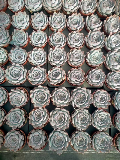 多肉植物 ルシナ 24株セット 4号鉢 品番ZG00032