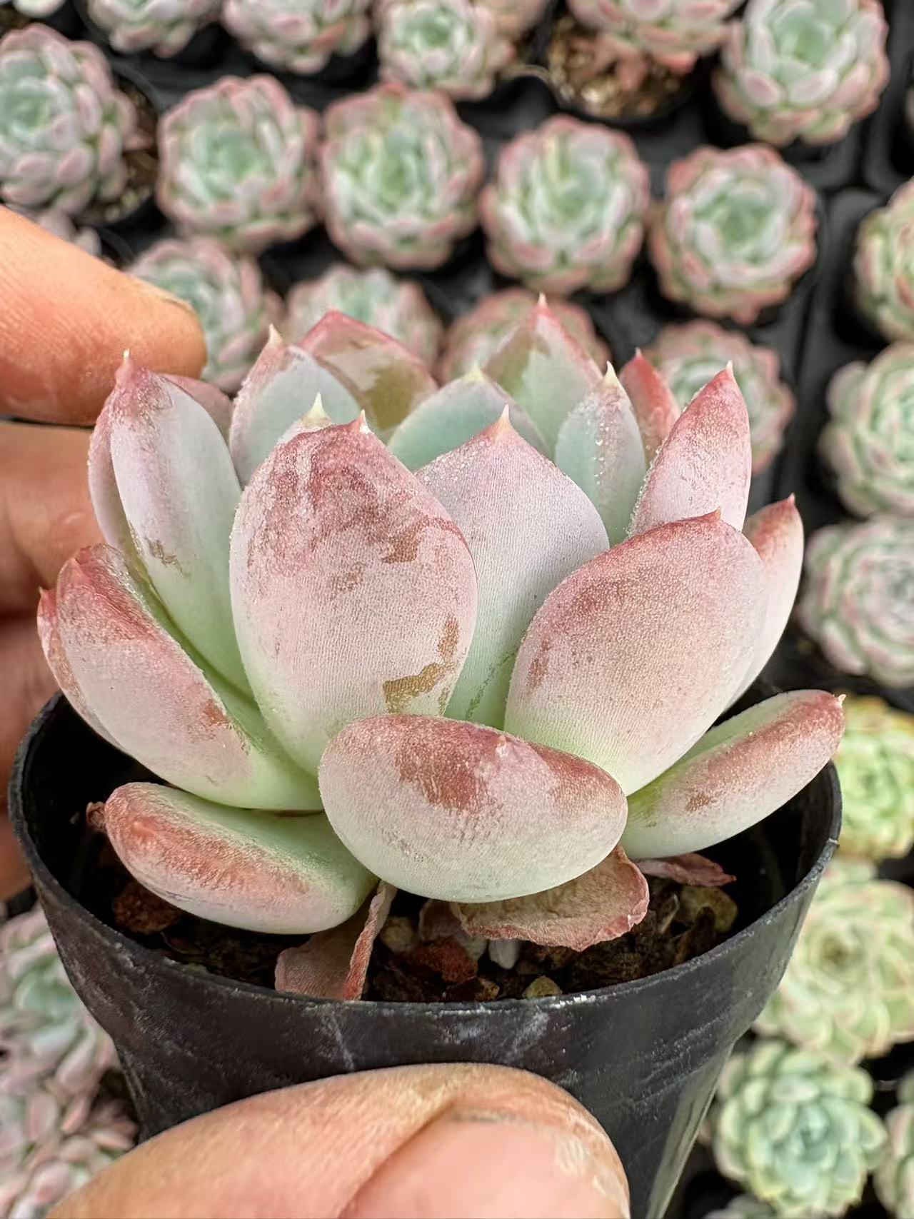 多肉植物 ピンクジェニー 50株セット 2号鉢 品番AD00012