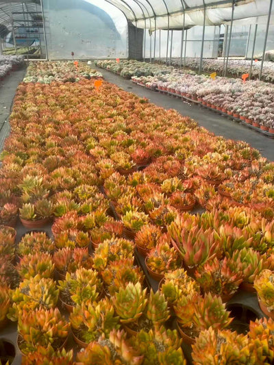 多肉植物 ジゼル 24株セット 4号鉢 品番ZG00078