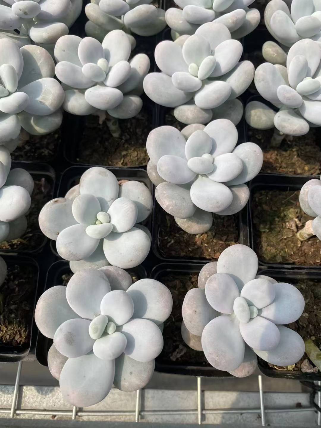 多肉植物 ウィンストン 50株セット 2.5号鉢 品番AF00015