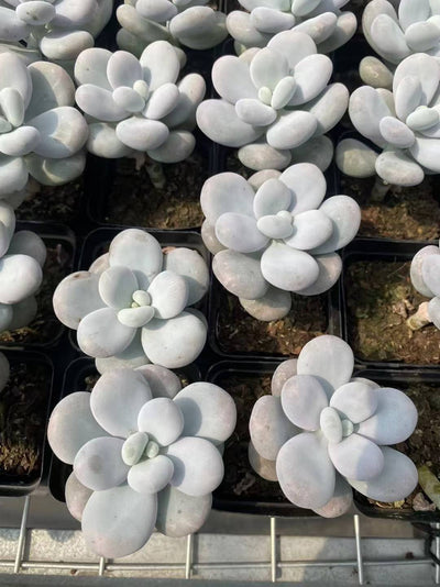 多肉植物 ウィンストン 50株セット 2.5号鉢 品番AF00015