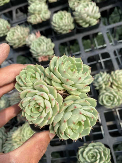 多肉植物 ベンバグン 54株セット 2.5号鉢 品番AF00032