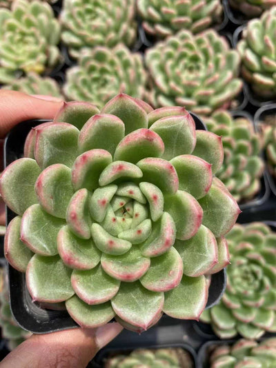 多肉植物 ボクヨウジン 54株セット 2.5号鉢 品番AF00059