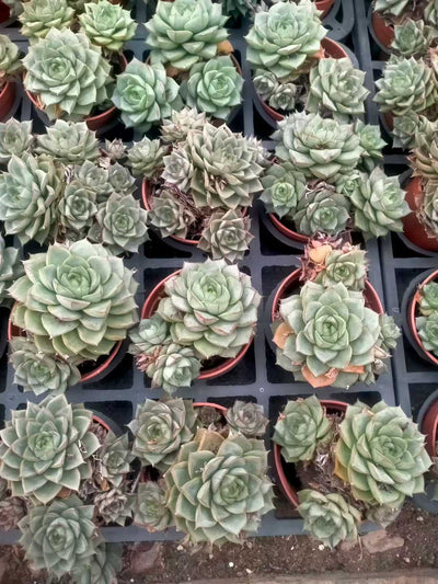 多肉植物 ファビオラ 35株セット 3号鉢 品番ZG00026